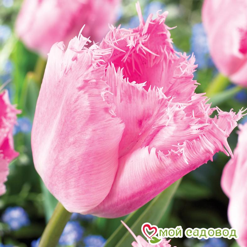 Тюльпан бахромчатый Сантандер