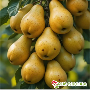 Груша Зурбаган